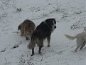 Натиснете снимката за да я уголемите

Име:P1140529.jpg
Прегледи:206
Размер:93.6 КБ
ID:5142239