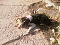 Натиснете снимката за да я уголемите

Име:IMAGE_073.jpg
Прегледи:278
Размер:290.9 КБ
ID:5142852