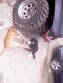 Натиснете снимката за да я уголемите

Име:12345 112.jpg
Прегледи:265
Размер:71.5 КБ
ID:5142856