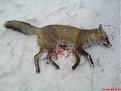 Натиснете снимката за да я уголемите

Име:DSC01728.jpg
Прегледи:248
Размер:95.8 КБ
ID:5142884