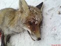 Натиснете снимката за да я уголемите

Име:DSC01729.jpg
Прегледи:209
Размер:113.5 КБ
ID:5142885