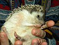 Натиснете снимката за да я уголемите

Име:DSCN0701.jpg
Прегледи:444
Размер:111.6 КБ
ID:5151184