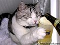 Натиснете снимката за да я уголемите

Име:1236642031_alcohol_022.jpg
Прегледи:1031
Размер:67.9 КБ
ID:5152697