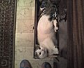 Натиснете снимката за да я уголемите

Име:Picture0023.jpg
Прегледи:385
Размер:102.8 КБ
ID:5154621