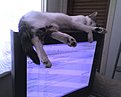 Натиснете снимката за да я уголемите

Име:Picture0043.jpg
Прегледи:379
Размер:70.8 КБ
ID:5154622