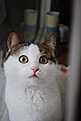 Натиснете снимката за да я уголемите

Име:misa 030.jpg
Прегледи:390
Размер:41.3 КБ
ID:5154624