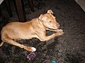 Натиснете снимката за да я уголемите

Име:P2120222.jpg
Прегледи:341
Размер:174.5 КБ
ID:5154973