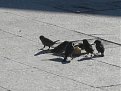 Натиснете снимката за да я уголемите

Име:IMG_6781.JPG
Прегледи:104
Размер:186.1 КБ
ID:5155724