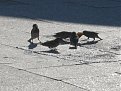 Натиснете снимката за да я уголемите

Име:IMG_6782.JPG
Прегледи:105
Размер:204.8 КБ
ID:5155725