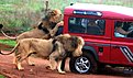 Натиснете снимката за да я уголемите

Име:africa-lion-safari-attack.jpg
Прегледи:265
Размер:67.8 КБ
ID:5162091