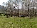 Натиснете снимката за да я уголемите

Име:05042010835.jpg
Прегледи:105
Размер:273.3 КБ
ID:5168294