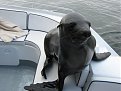 Натиснете снимката за да я уголемите

Име:IMG_3054.jpg
Прегледи:141
Размер:142.5 КБ
ID:5197035