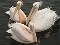 Натиснете снимката за да я уголемите

Име:IMG_3095.jpg
Прегледи:143
Размер:176.9 КБ
ID:5197040