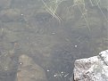 Натиснете снимката за да я уголемите

Име:IMG_5269 (855 x 642).jpg
Прегледи:138
Размер:102.2 КБ
ID:5204862