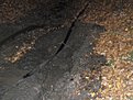 Натиснете снимката за да я уголемите

Име:SDC12562.jpg
Прегледи:192
Размер:150.9 КБ
ID:5225339
