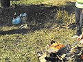 Натиснете снимката за да я уголемите

Име:Picture 114.jpg
Прегледи:81
Размер:187.6 КБ
ID:5226179