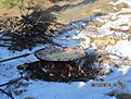 Натиснете снимката за да я уголемите

Име:IMG_1237.jpg
Прегледи:259
Размер:191.3 КБ
ID:5238919