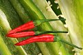 Натиснете снимката за да я уголемите

Име:hot_chilli_web_47d2d_21251034.jpg
Прегледи:122
Размер:105.0 КБ
ID:5242539