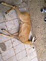 Натиснете снимката за да я уголемите

Име:11092011802.jpg
Прегледи:360
Размер:85.0 КБ
ID:5303352