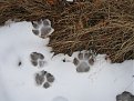 Натиснете снимката за да я уголемите

Име:IMG_1304.JPG
Прегледи:260
Размер:242.5 КБ
ID:5325980