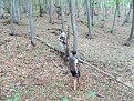 Натиснете снимката за да я уголемите

Име:DSCN3865.jpg
Прегледи:228
Размер:254.5 КБ
ID:5400076