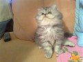Натиснете снимката за да я уголемите

Име:Снимка0033.jpg
Прегледи:322
Размер:105.0 КБ
ID:5410879