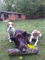 Натиснете снимката за да я уголемите

Име:20121027_161742.jpg
Прегледи:676
Размер:153.2 КБ
ID:5420090