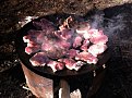 Натиснете снимката за да я уголемите

Име:IMG_1575.jpg
Прегледи:322
Размер:172.3 КБ
ID:5440530