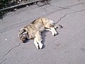 Натиснете снимката за да я уголемите

Име:DSC_0073.jpg
Прегледи:269
Размер:168.4 КБ
ID:5461572