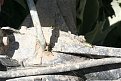 Натиснете снимката за да я уголемите

Име:IMG_3000.jpg
Прегледи:427
Размер:149.5 КБ
ID:5496559