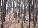Натиснете снимката за да я уголемите

Име:DSC04366.jpg
Прегледи:707
Размер:179.7 КБ
ID:5566966