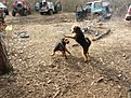 Натиснете снимката за да я уголемите

Име:IMG_9764.jpg
Прегледи:198
Размер:277.7 КБ
ID:5644508