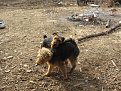Натиснете снимката за да я уголемите

Име:IMG_9772.jpg
Прегледи:208
Размер:274.6 КБ
ID:5644511