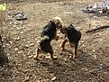Натиснете снимката за да я уголемите

Име:IMG_9779.jpg
Прегледи:197
Размер:276.5 КБ
ID:5644512