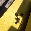 Натиснете снимката за да я уголемите

Име:image.jpg
Прегледи:271
Размер:87.4 КБ
ID:5653591