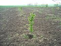 Натиснете снимката за да я уголемите

Име:DSCN0669.jpg
Прегледи:1286
Размер:281.1 КБ
ID:5656943
