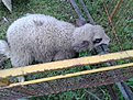 Натиснете снимката за да я уголемите

Име:20150501_173332.jpg
Прегледи:338
Размер:233.3 КБ
ID:5657421