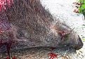 Натиснете снимката за да я уголемите

Име:PA040004.jpg
Прегледи:1446
Размер:482.5 КБ
ID:5685007