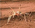 Натиснете снимката за да я уголемите

Име:spider.jpg
Прегледи:855
Размер:79.7 КБ
ID:5689181