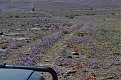 Натиснете снимката за да я уголемите

Име:moroccoflower.jpg
Прегледи:677
Размер:112.6 КБ
ID:5690272