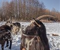 Натиснете снимката за да я уголемите

Име:P1160026.jpg
Прегледи:372
Размер:146.0 КБ
ID:5740378