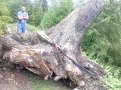 Натиснете снимката за да я уголемите

Име:IMG_20170604_162021_HDR.jpg
Прегледи:558
Размер:196.8 КБ
ID:5755856