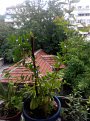 Натиснете снимката за да я уголемите

Име:rsz_img_20170718_165305.jpg
Прегледи:215
Размер:538.5 КБ
ID:5760546