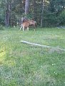 Натиснете снимката за да я уголемите

Име:20170707_182518.jpg
Прегледи:2955
Размер:241.2 КБ
ID:5767189