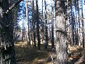 Натиснете снимката за да я уголемите

Име:PA220144.JPG
Прегледи:416
Размер:1.71 МБ
ID:5771146