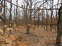 Натиснете снимката за да я уголемите

Име:P2180575_1024x768.JPG
Прегледи:290
Размер:295.8 КБ
ID:5781329