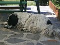 Натиснете снимката за да я уголемите

Име:P5130253.jpg
Прегледи:519
Размер:190.6 КБ
ID:5788774