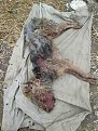 Натиснете снимката за да я уголемите

Име:IMG-47f70513d7201547de966222f0e4a212-V.jpg
Прегледи:693
Размер:97.2 КБ
ID:5807772