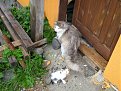 Натиснете снимката за да я уголемите

Име:Picture 267.jpg
Прегледи:297
Размер:197.4 КБ
ID:5827671