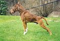 Натиснете снимката за да я уголемите

Име:chien-cheval.jpg
Прегледи:179
Размер:10.7 КБ
ID:5831689